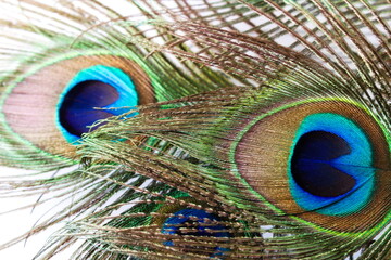 Naklejka premium Close up of group of peacock feathers eyes isolated on white background
