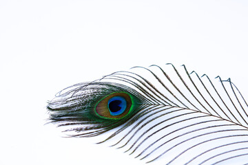 Obraz premium Single peacock feather isolated on white background with copy space