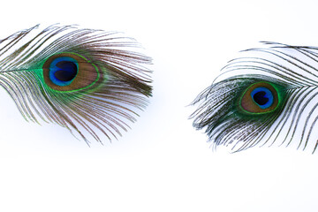 Obraz premium Two peacock feathers isolated on white background with copy space