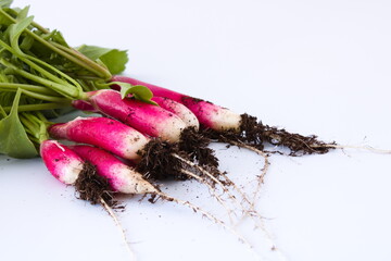 Bunch of freshly harvested radishes with leaves, roots and soil isolated on white background