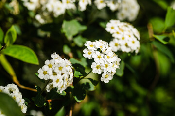 Tiny snow-white lilac flowers Lobularia maritima Alissum maritimum, sweet alissum or sweet alison, alissum genus Alissum is a species of low-growing flowering plant from the Brassicaceae family. 