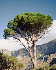 Tree in the mountains