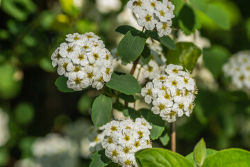 Tiny snow-white lilac flowers Lobularia maritima Alissum maritimum, sweet alissum or sweet alison, alissum genus Alissum is a species of low-growing flowering plant from the Brassicaceae family. 