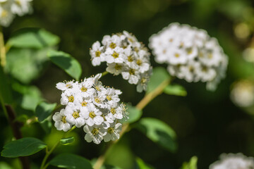 Tiny snow-white lilac flowers Lobularia maritima Alissum maritimum, sweet alissum or sweet alison, alissum genus Alissum is a species of low-growing flowering plant from the Brassicaceae family. 