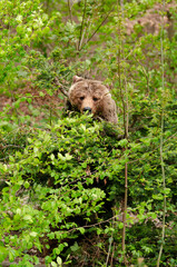 Braunbär im Tierpark Langenberg