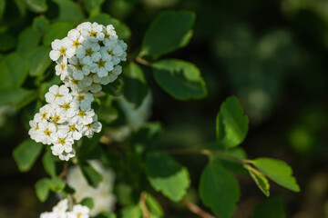 Tiny snow-white lilac flowers Lobularia maritima Alissum maritimum, sweet alissum or sweet alison, alissum genus Alissum is a species of low-growing flowering plant from the Brassicaceae family. 