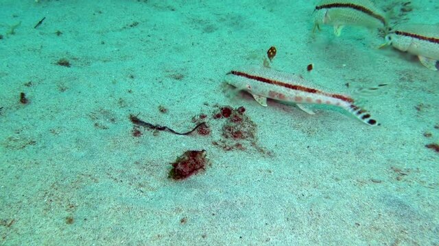 Three freckled red striped goatfishes (Mullus Surmuletus) searching food at the sand bottom in tropical sea, close up video. Original sound while diving
