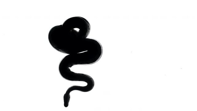 Royal ball python silhouette, camera from bottom