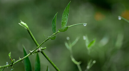 water drop on the grass