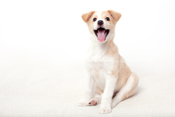 A close up portrait of a funny cute happy puppy with light hair on a white background. A place for text. Dog