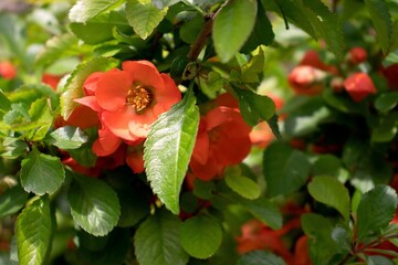 Orange Chaenomeles flowers with a leaf in springtime. Japanese quince bush in bloom. Closeup, macro