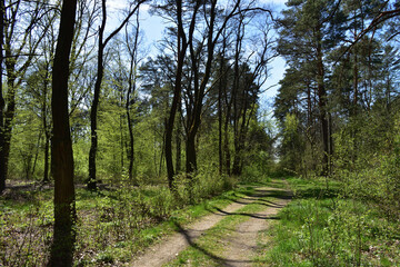 Fototapeta na wymiar Forest trail in the spring forest, blue sky.