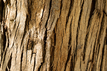 Tree bark texture background. Nature concept