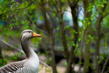 Anser anser walking through a park