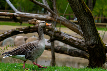 Anser anser walking through a park