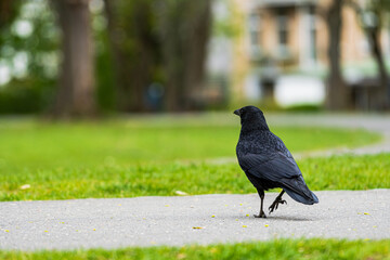Raven walking through a park very detailed