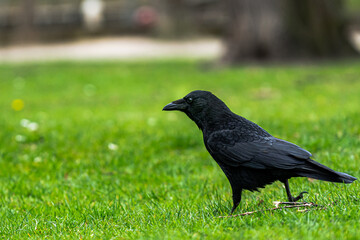 Raven walking through a park very detailed