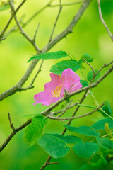 rosehip flowers