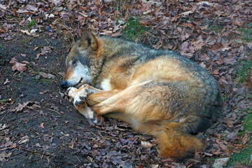 Close-up of an adult wolf sleeping in a hole in the forest.