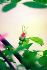 rosehip flowers