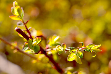 Close-up on a young green branch of an apple tree or bush that blooms in the spring in a garden or park.