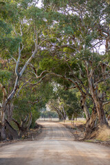 An country gravel road with beautiful treeson either side at Normanville south australia on may 3rd 2021
