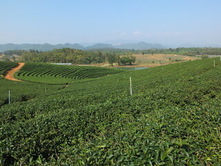 A picture of a tea plantation on a hill