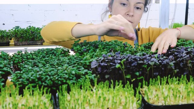 Young female farmer growing microgreens on her indoor vertical garden. Happy young woman watering, looking after plants on shelfs. Radish, arugula, daikon, oxalis, purple sango radish, pea