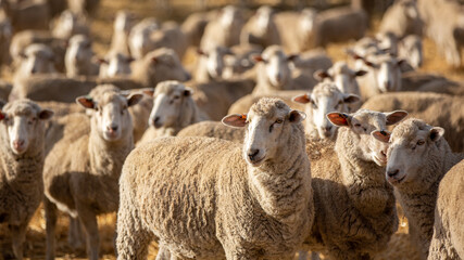 A flock of sheep feeding in a paddock in  Normanville south australia on may 3rd 2021