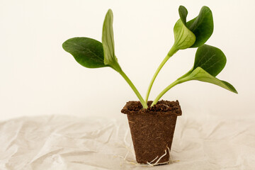 Germinated courgette or zucchini seedlings. Green leaves of a young plant growing in a germination pot. Organic cultivating from seeds, agriculture and local gardening. Spring or summer sowing season.