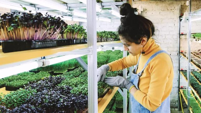 Young female farmer growing microgreens on her indoor vertical garden. Happy young woman watering, looking after plants on shelfs. Radish, arugula, daikon, oxalis, purple sango radish, pea