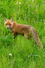 Fuchs in der freien Natur