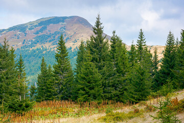 mountain landscape with forest in autumn. beautiful nature background in the morning. wonderful...