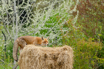 Fuchs in der freien Natur