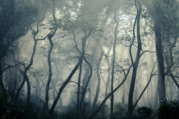 Misty forest, fog in the wood, mysterious atmosphere