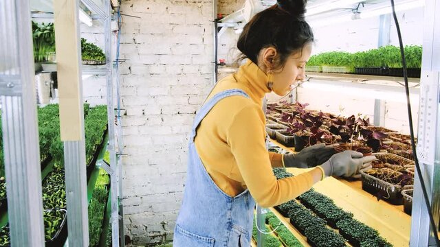 Young female farmer growing microgreens on her indoor vertical garden. Happy young woman watering, looking after plants on shelfs. Radish, arugula, daikon, oxalis, purple sango radish, pea