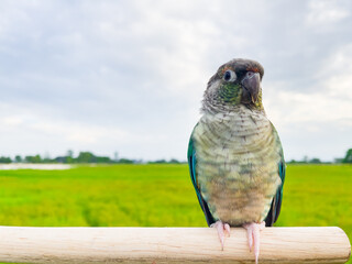 Green cheek conure (Cinnamon color) on fields and sky, the small parrot of the genus Pyrrhura, has a sharp beak. Native to South America (Amazon).