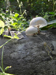 Porcelain Mushroom (Oudemansiella mucida) on dead tree trunk