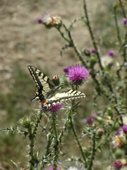 Close-up of an Old world swallowtail butterfly (Papilio machaon)