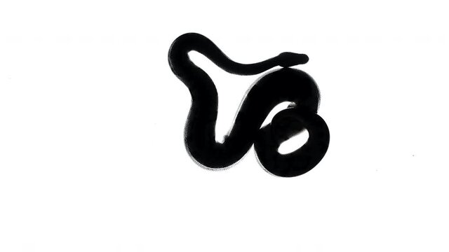 Footage of royal python silhouette, camera from bottom