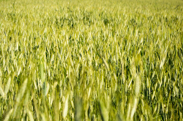 Green field of wheat cultivation.