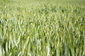 Green field of wheat cultivation.