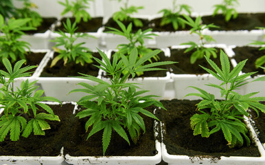 cannabis captiva nuresary farming lab in medical industry