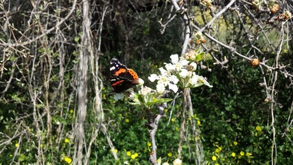 .Black - white - orange color butterfly and a honey bee on a Pyrus amygdaliformis tree flowers a sunny day.