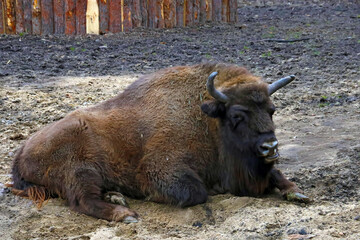 Close-up of an adult bison lying on the ground and chewing.