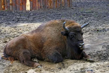 Foto op Plexiglas Close-up of an adult bison lying on the ground and chewing. © Dzmitry