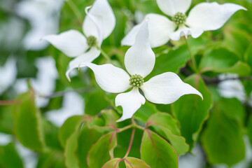 写真素材　やまぼうしの花