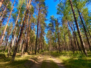 trees in the forest