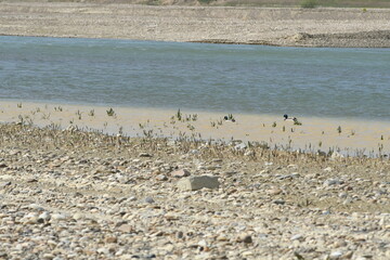 Two male mallards (Anas platyrhynchos) in a polluted river