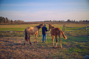 A girl stands in a field with two foals.